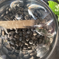 メダカ無人販売
の画像