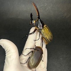 【新成虫】ヘラクレスペアの画像