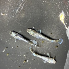 🌊「極上」マーメイドパールトリオの画像