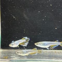 🌊「極上」マーメイドパールトリオの画像