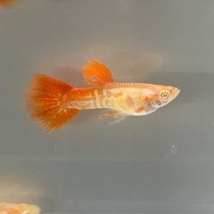 【なかひらぼbreed】RREAギャラクシーレッドテール　1ペアの画像