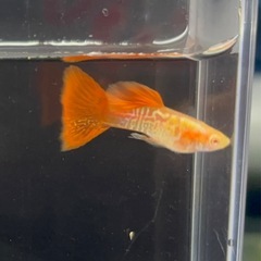 【なかひらぼbreed】RREAギャラクシーレッドテール　1ペアの画像