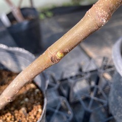 【値下げ中‼️】②いちじく穂木アルマの画像