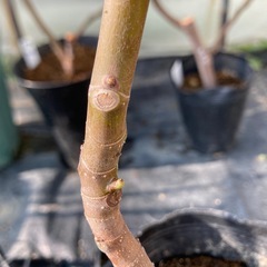 【値下げ中‼️】②いちじく穂木アルマの画像