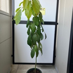 アボガドの木の画像