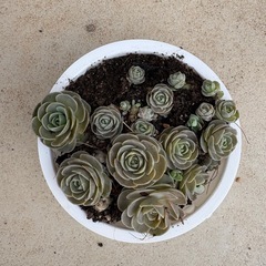 子持ち蓮華などセットの画像