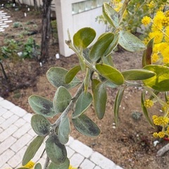 アカシア　の画像