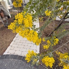 アカシア　の画像