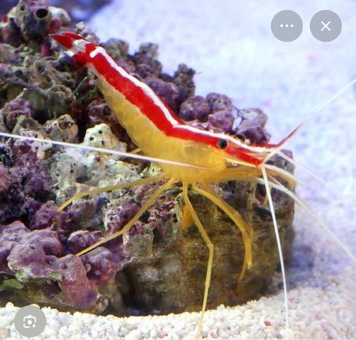 海水魚　　生体７点