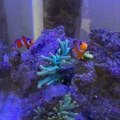 海水魚　　生体７点の画像