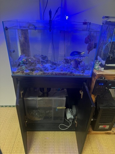 海水魚　　生体７点