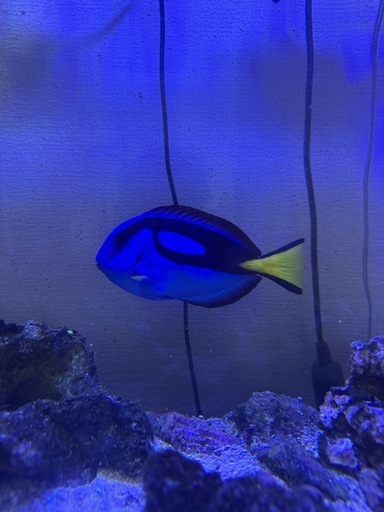 海水魚　　生体７点