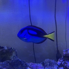 海水魚　　生体７点の画像