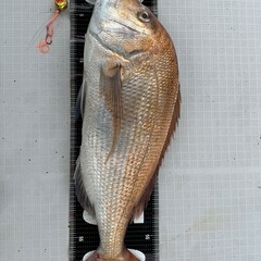 ジャイアントキリング／タイラバモデル GKJ-B66M／TRの画像