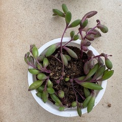 ルビーネックレス等3点の画像