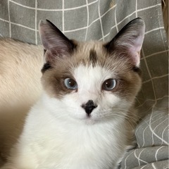 もしゃちゃん　6ヶ月　男の子　去勢済み