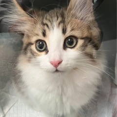 3ヶ月　ノルウェージャンフォレストキャット　男の子　猫　子…