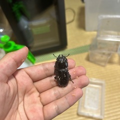 国産
オオクワガタ オス1  メス3  レッドアイ の画像