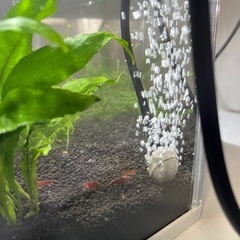 GEX水槽セットの画像