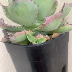 アガベ吉祥冠の画像