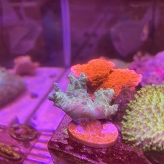 トサカサンゴ(グリーン)の画像