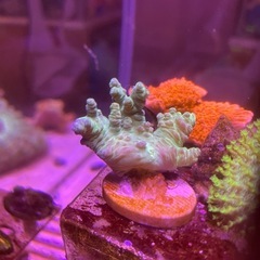 トサカサンゴ(グリーン)の画像