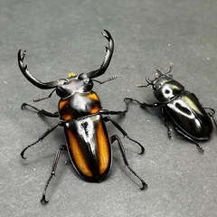スペキオススシカクワガタ　ペアの画像