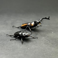 スペキオススシカクワガタ　ペアの画像