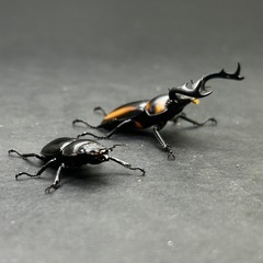 スペキオススシカクワガタ　ペアの画像
