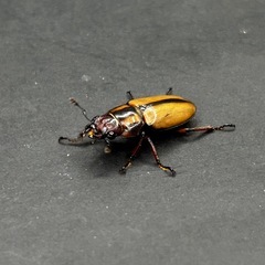 アルバーシホソアカクワガタ　♀単品の画像