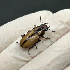 アルバーシホソアカクワガタ　♀単品の画像