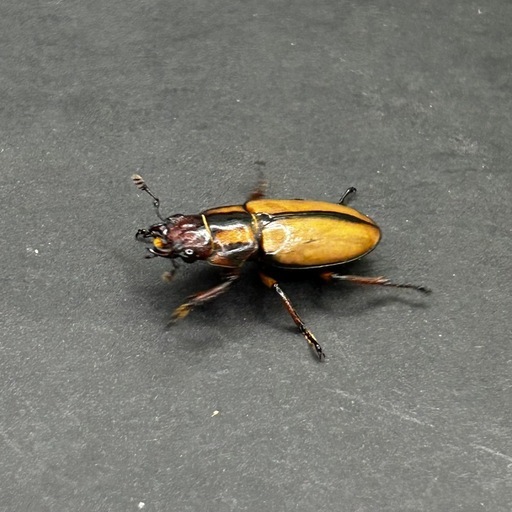 アルバーシホソアカクワガタ　♀単品