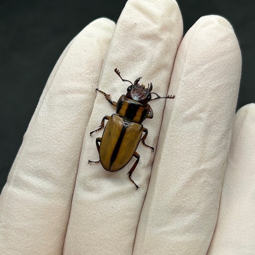 アルバーシホソアカクワガタ　♀単品