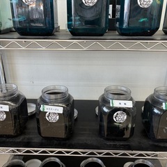 宇部市厚南　メダカ　めだかの画像