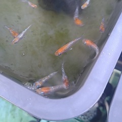 メダカ良い個体30匹の画像