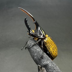 ヘラクレス・ヘラクレス　ペアの画像