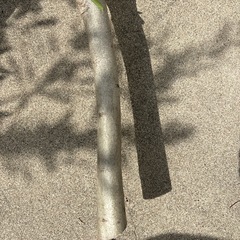 オリーブの枝　の画像