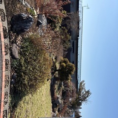 庭の石・木の画像