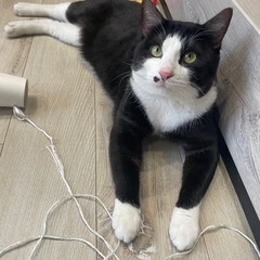 【急募】キジトラと白黒ハチワレの兄弟/1才8ヶ月