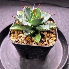 アガベ　曲刺八雷の画像