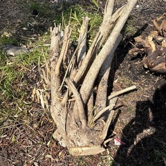 丸太　　　　　薪の画像