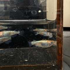 メダカ　クラース10匹＋α表現色々な子たちの画像