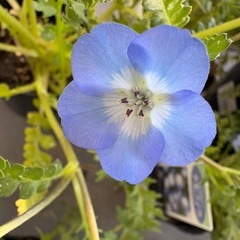 ネモヘラの画像