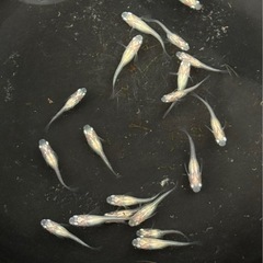 メダカ　紅ほっぺ10匹＋αの画像