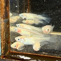 メダカ　紅ほっぺ10匹＋αの画像