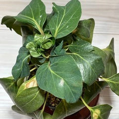 観葉植物　シェフレラの画像