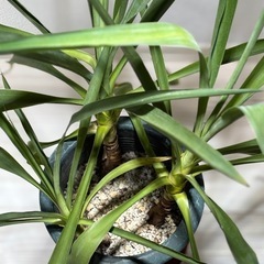 観葉植物　ユッカ(中)の画像
