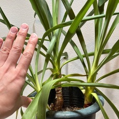 観葉植物　ユッカ(中)の画像
