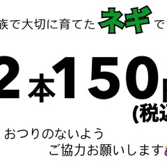 長ネギ！！２本で150円！！の画像