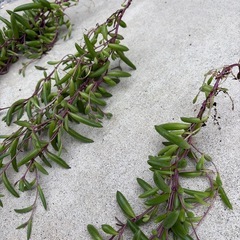 ルビーネックレス  多肉植物 
3束セットの画像
